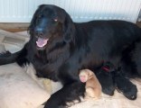 Keď Rika dospala ťažký pôrod, tiež sa vytešovala so šteniatkami